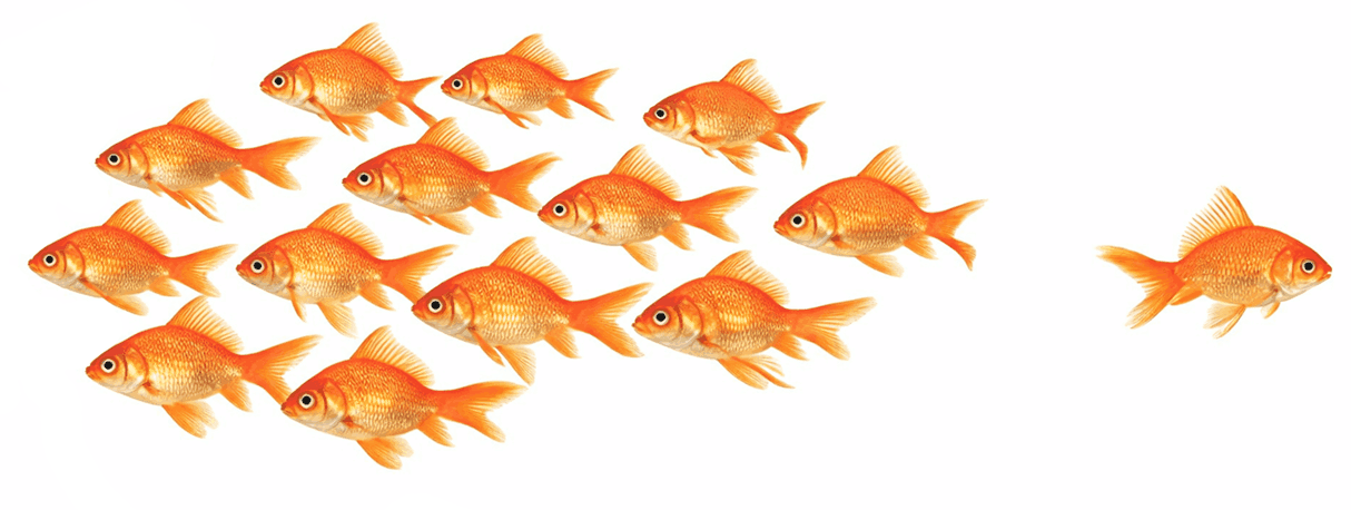 Goldfish Graphic